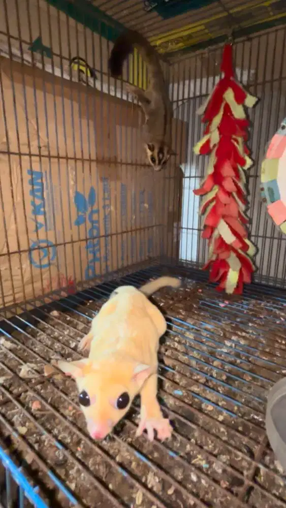 Sugar Glider Leucistic Betina bawa anak 1 WF betina + WF jantan
