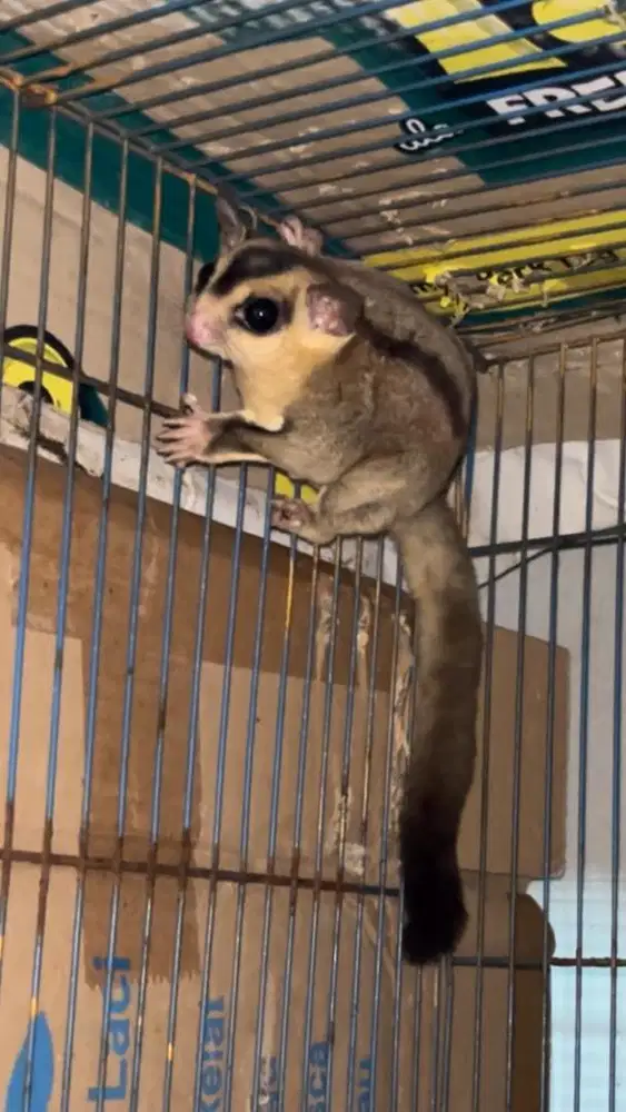 Sugar Glider WhiteFace jantan