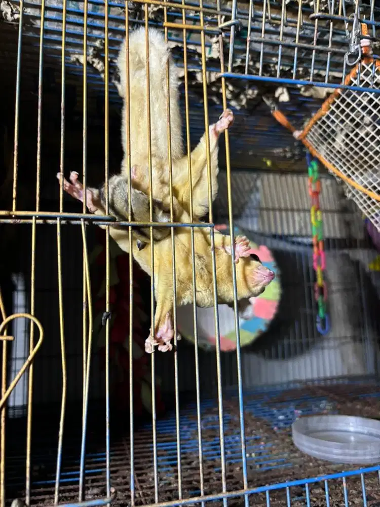 Sugar Glider Leucistic Betina bawa anak 1 WF betina + WF jantan