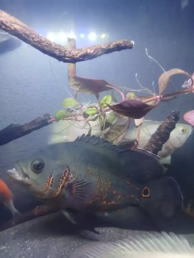 Aquarium + ikan oscar