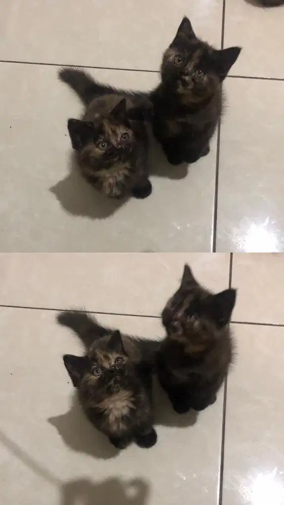 L.A munckin BSH x himalaya(harga per satuan)