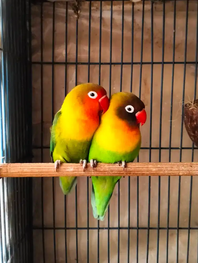 Lovebird Sepasang