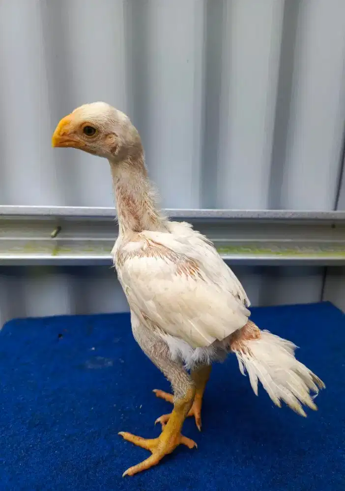 Anak ayam aseel parrot ori