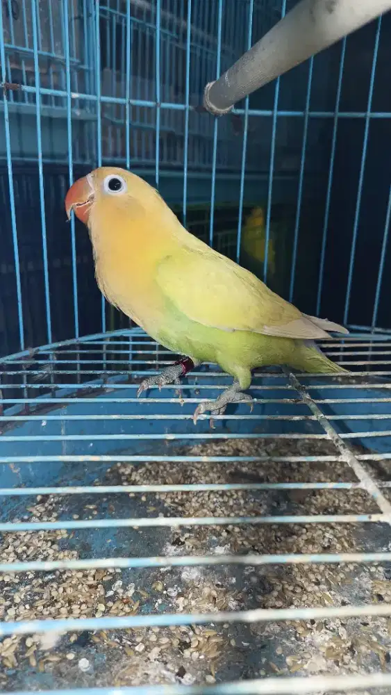 Biola Aqua B1 kualitas joss