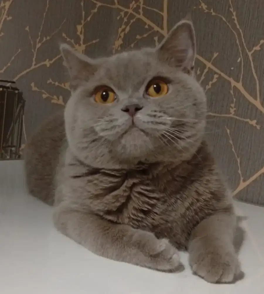 BSH British Short Hair Parents import CINNAMON MUNCHIN