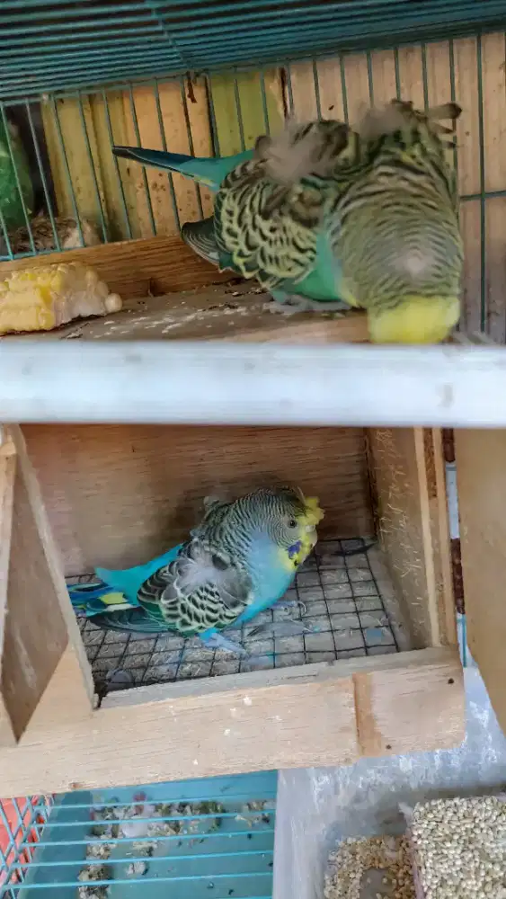 Sepasang parkit Hagoromo jinak