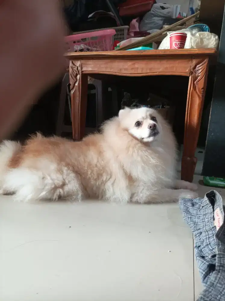 Minipom pomeranian indukan