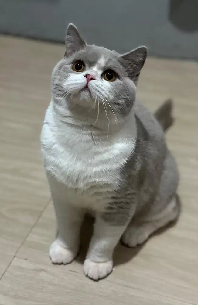 British shorthair bsh bico fawn pedigree anakan import