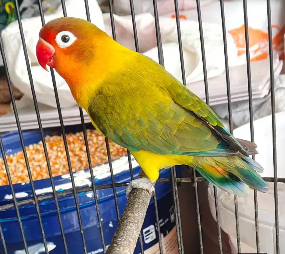 Lb Ewing gold betina