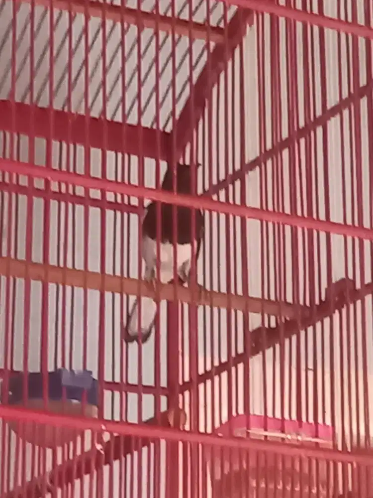 Kacer Jawa Barat daput