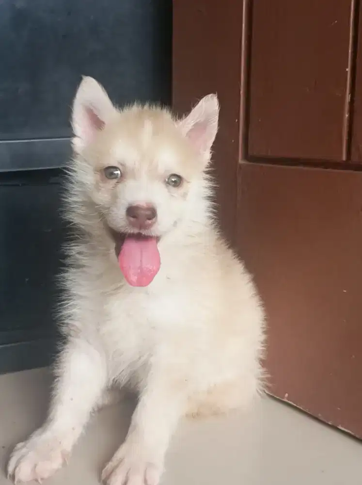 Husky long hair puppies