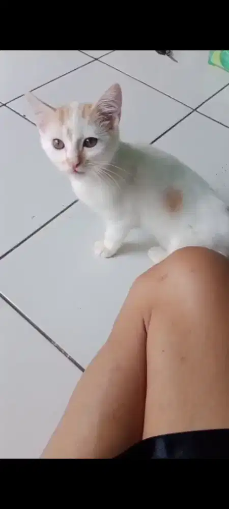 Open adopt kitten persia mixdome