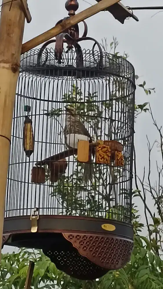 Bismillah dijual burung Cucak Rowo