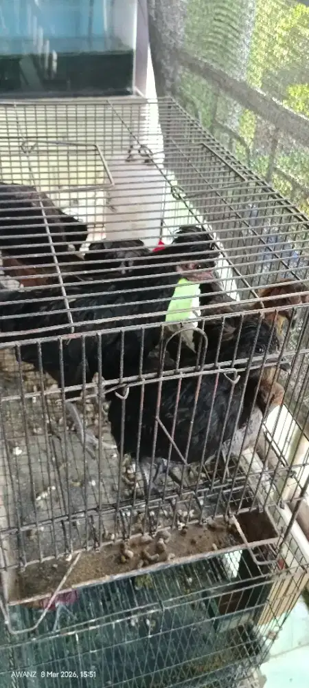 Ayam kate jengger mawar