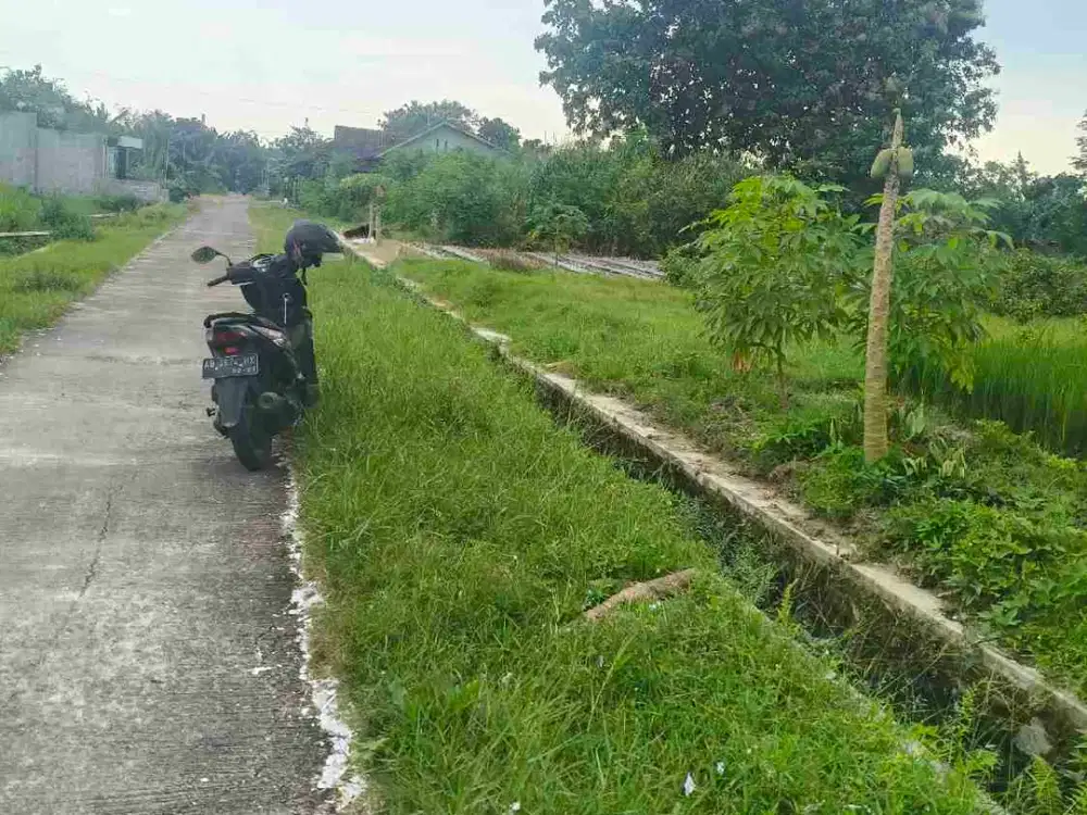sawah Sidokarto Godean