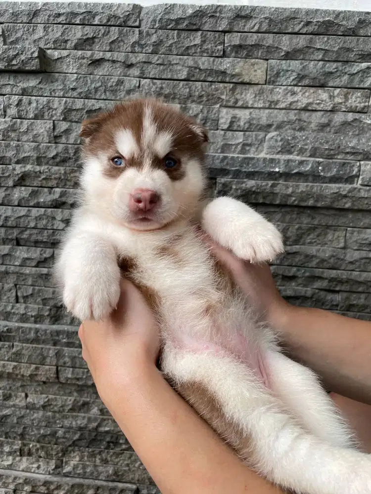 Open Book Female Sharp Chopper Siberian Husky Superior Quality