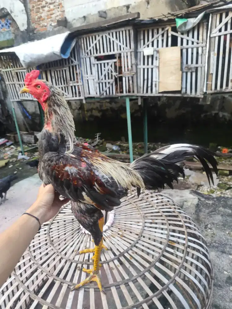 Ayam mangon x bangkok selatan