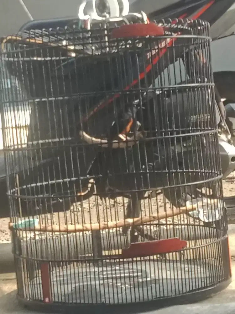 di jual murai batu medan