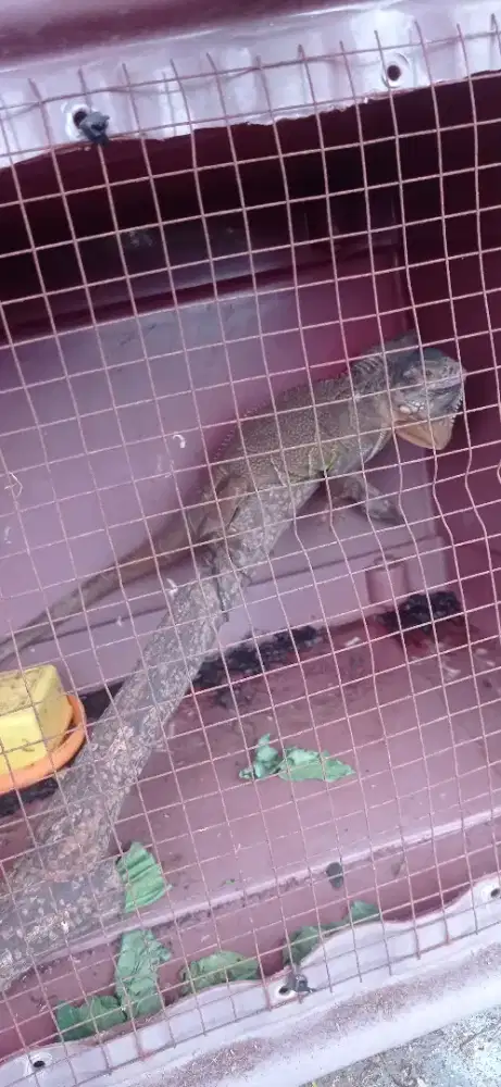 Iguana red plus kandang