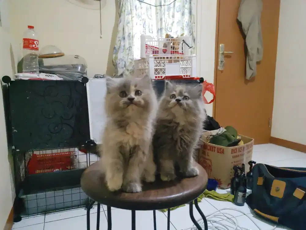 Kucing kitten persia mix norwegian / anggora / himalaya / peaknose