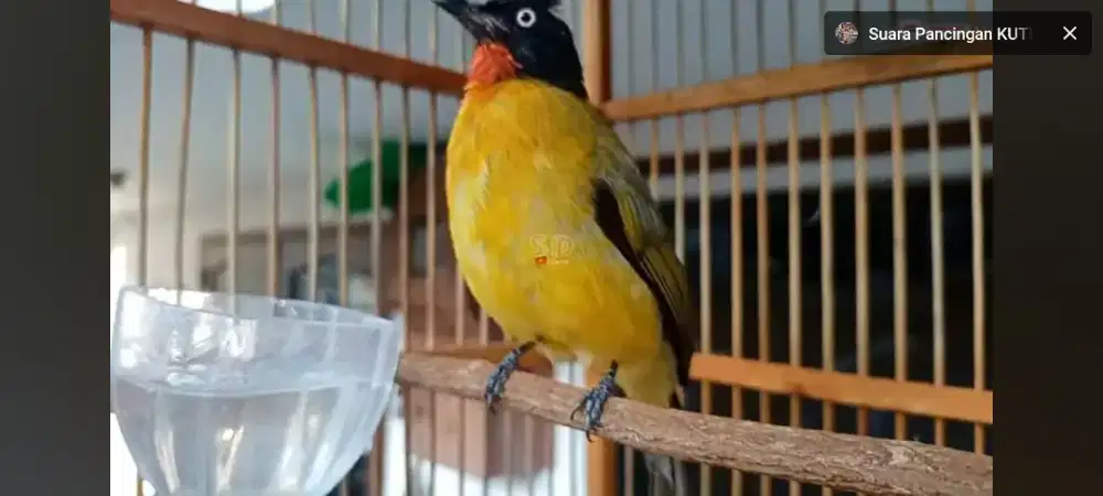 Kutilang emas fullset kandang besi