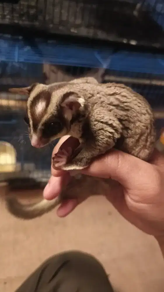 Sugar glider sepasang hamil