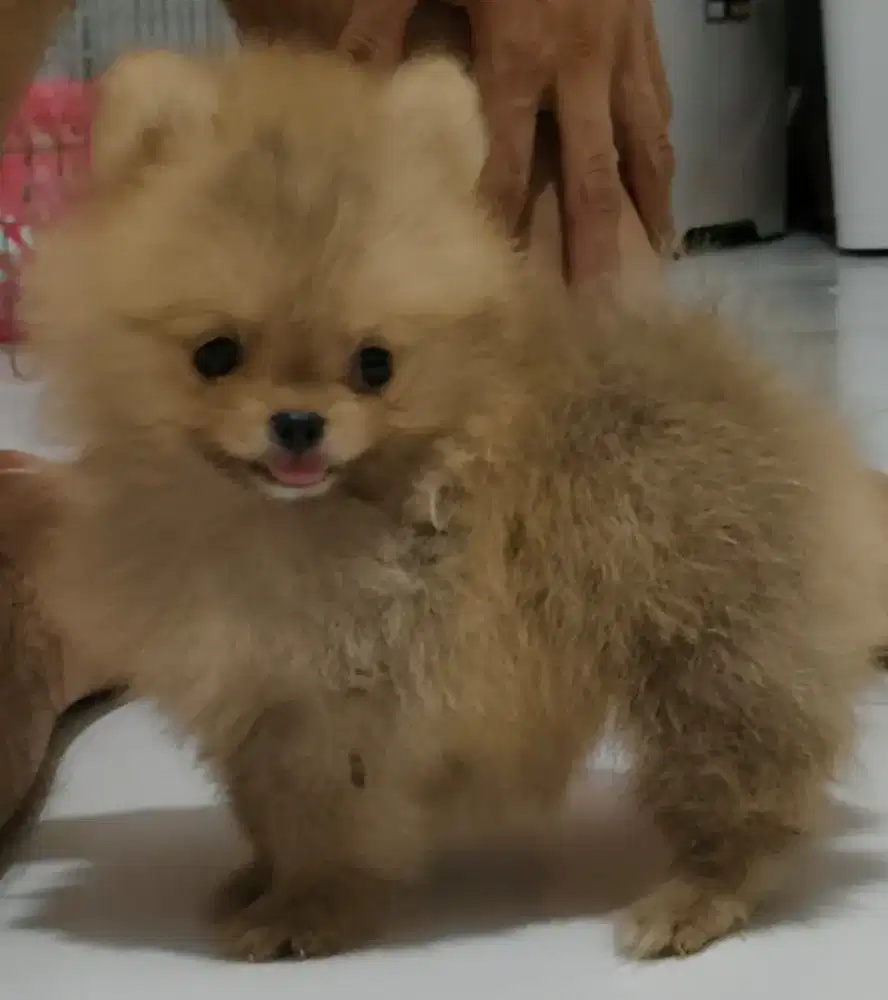 Anakan minimpon usia 2 bulan jantan dan betina ready