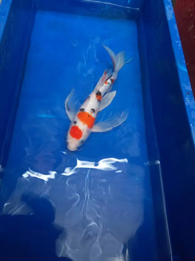 Koi slayer dan tamasaba