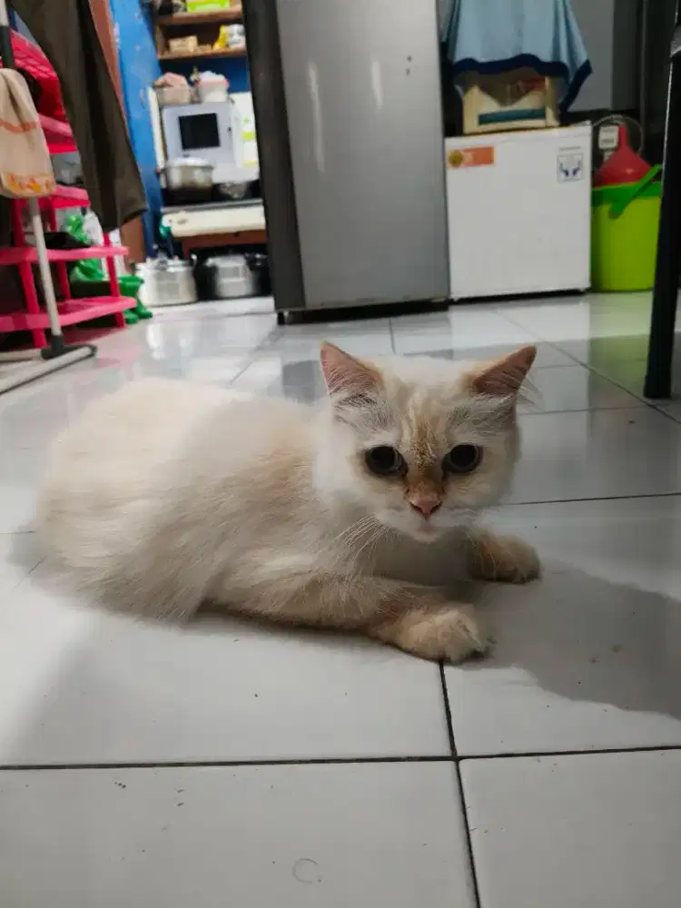 Indukan Persia Himalaya Birahi