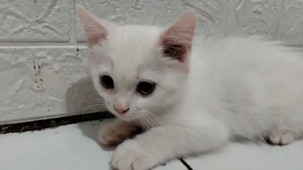 Kucing Persia Himalaya mix BSH