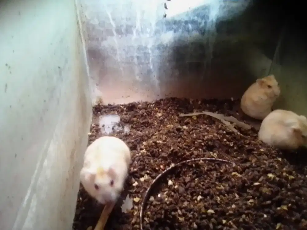 Hamster gold winter dan syrian, hamster murah Cipadu, sudah produksi