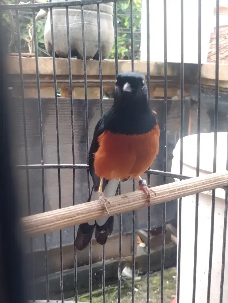 Muray seri F prospek