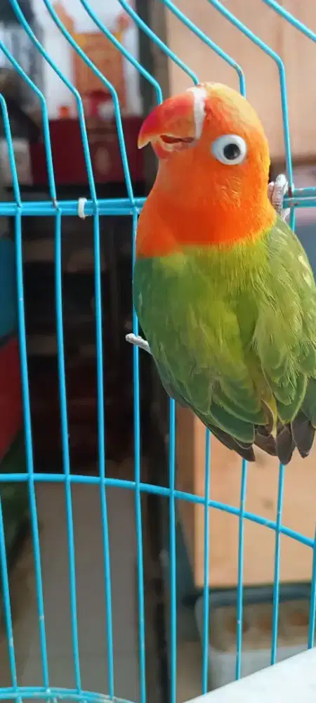 Biola green merah pol