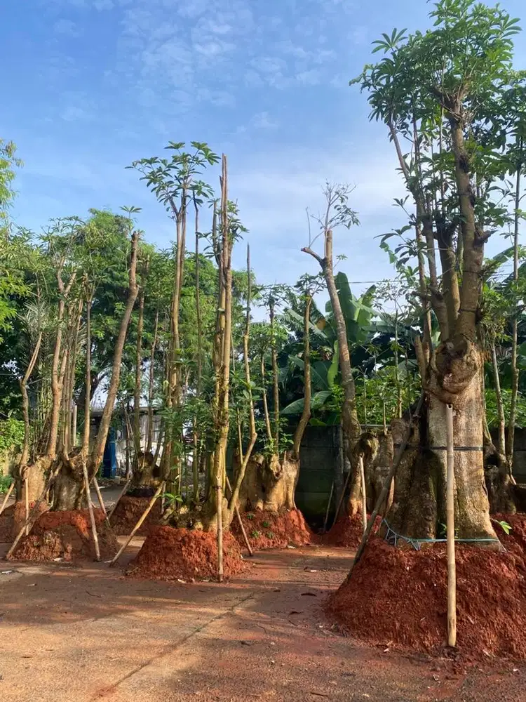 Jual Pule putih fosil