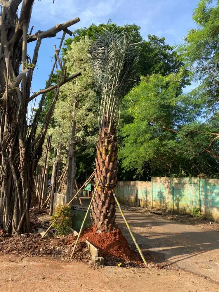 Poho kurma berkualitas