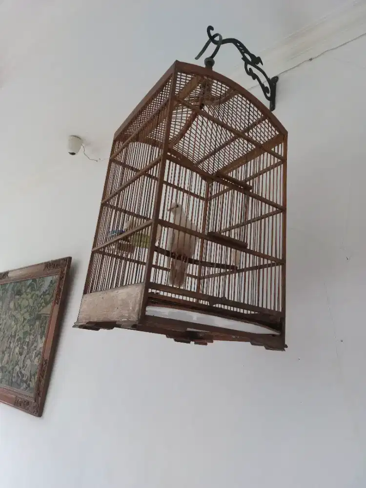 Puter Putih Lutino Gacor Kandang Cakep Pamulang