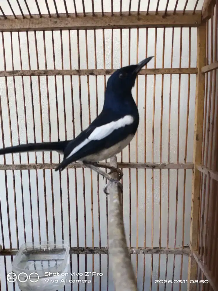 Jual kacer daput gacor