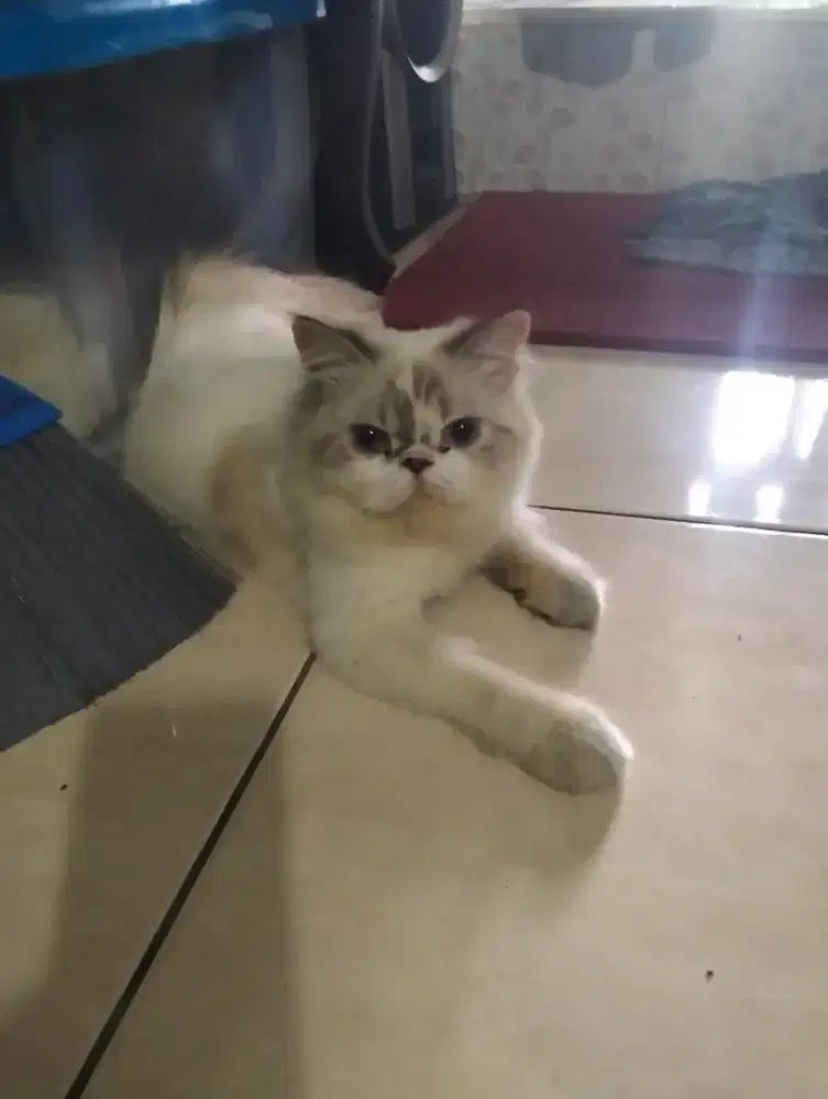 Kucing persia Himalaya