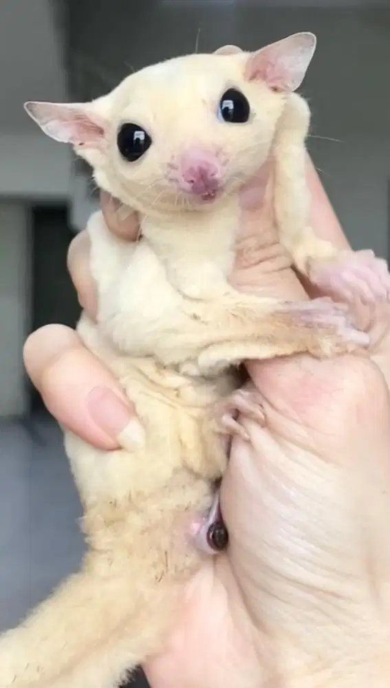 Sugar glider leucistic