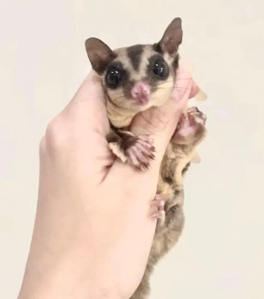 Sugar glider classic grey