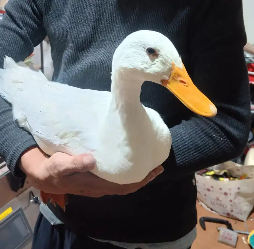 Bebek peking peliharaan terawat