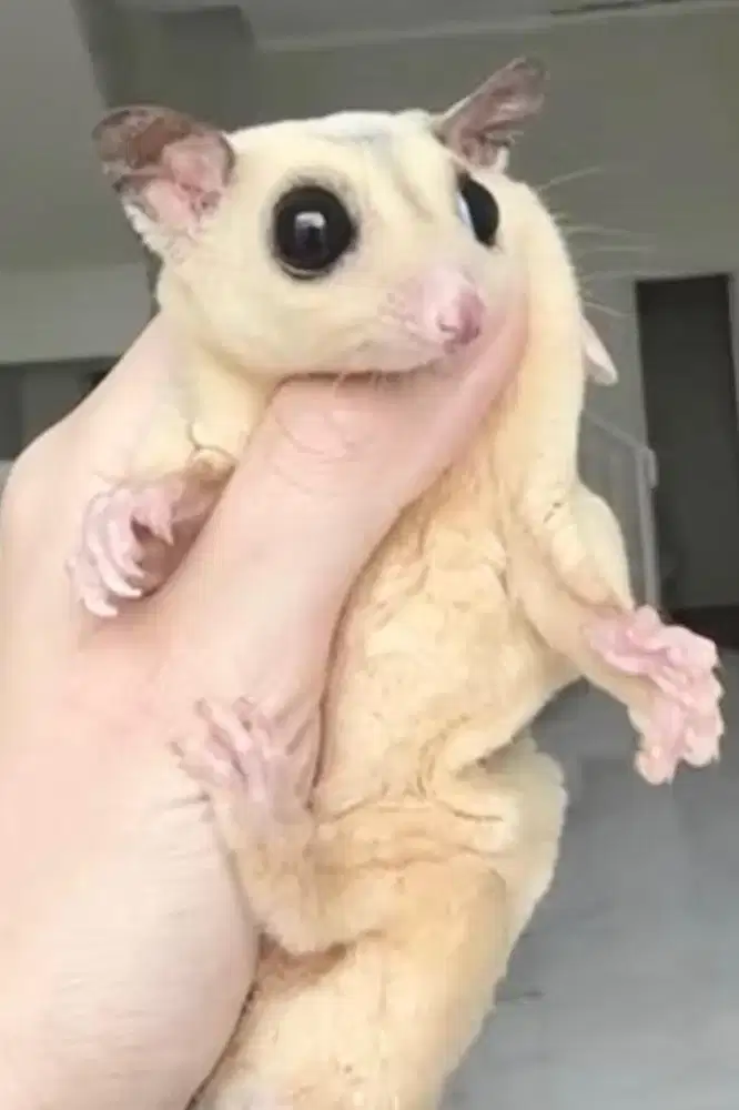 Sugar glider platinum mozaic