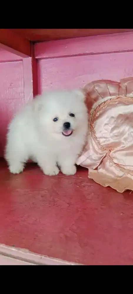 Mini pom betina