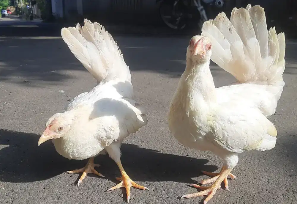 Ayam Kate Putih sepasang pelengkap hiasan taman