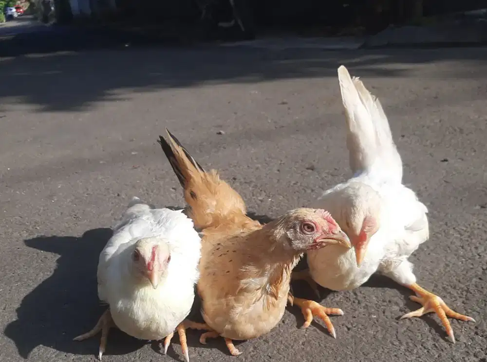 Ayam kate putih , emas hiasan taman