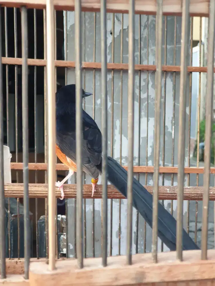 Murai Non Gembung muda