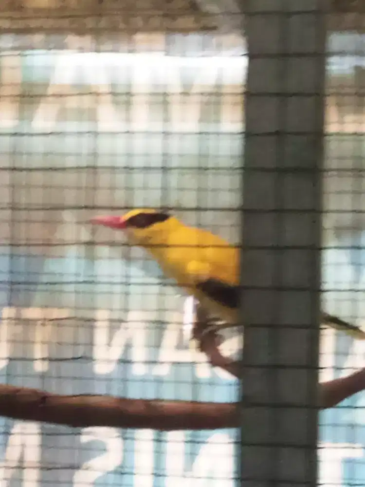 Kepodang Emas Sdh Bunyi Rutin Pagi