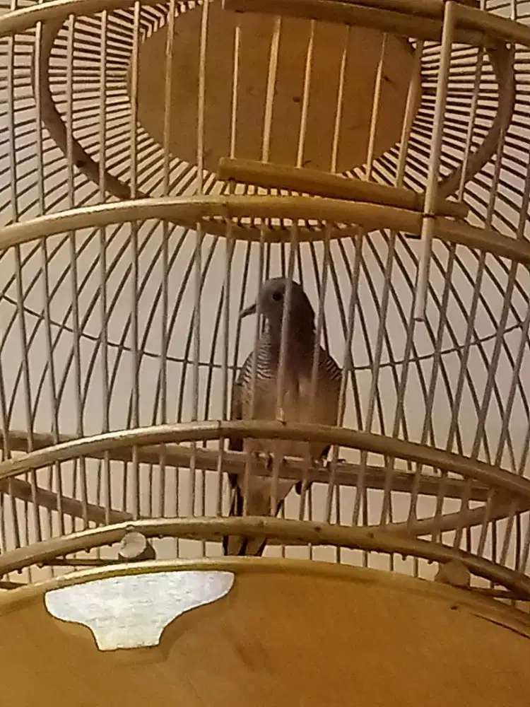 Perkutut lokal lawas katuranggan pancuran emas