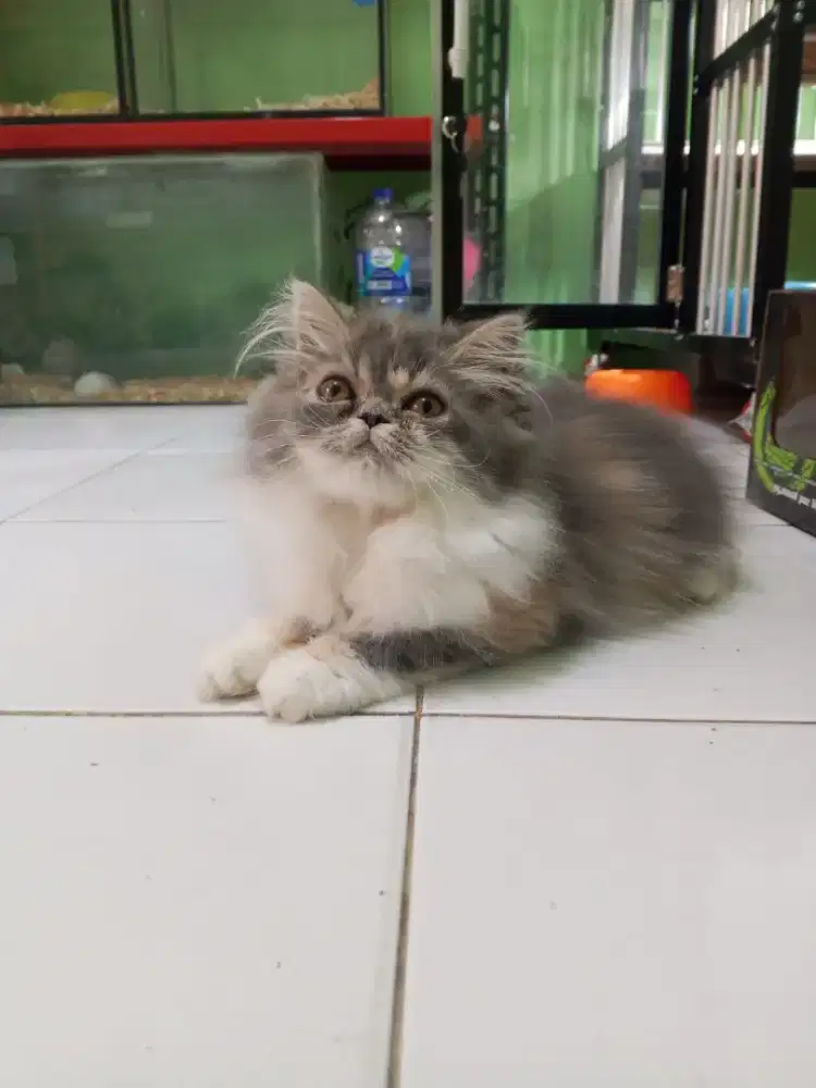 Kucing Persia longhair