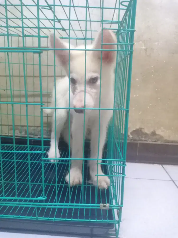 Siberian husky (full white)